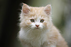 German Longhair kitten