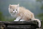 German Longhair kitten