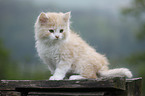 German Longhair kitten