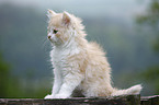 German Longhair kitten