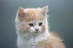 German Longhair kitten