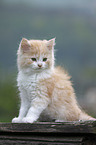 German Longhair kitten