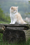 German Longhair kitten