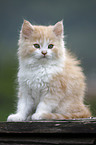 German Longhair kitten