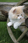 German Longhair kitten