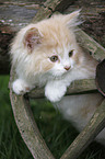 German Longhair kitten