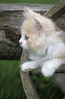German Longhair kitten