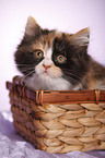 German Longhair kitten