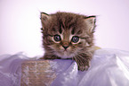 German Longhair kitten