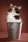 German Longhair kitten
