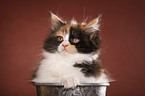 German Longhair kitten