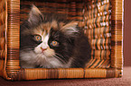 German Longhair kitten