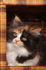 German Longhair kitten