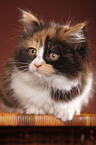 German Longhair kitten