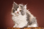 German Longhair kitten