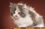 German Longhair kitten