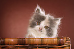 German Longhair kitten