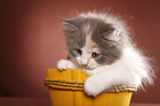 German Longhair kitten