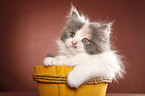 German Longhair kitten