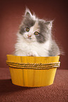 German Longhair kitten