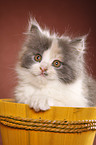 German Longhair kitten