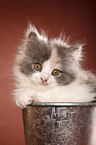 German Longhair kitten
