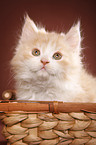 German Longhair kitten