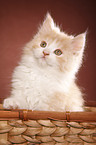 German Longhair kitten