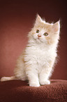 German Longhair kitten