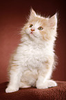 German Longhair kitten