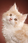 German Longhair kitten