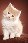 German Longhair kitten