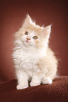 German Longhair kitten