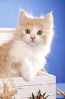 German Longhair kitten