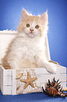 German Longhair kitten