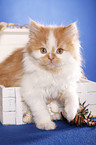 German Longhair kitten