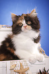 German Longhair kitten