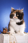 German Longhair kitten