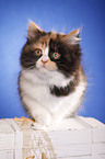 German Longhair kitten