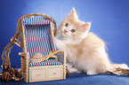 German Longhair kitten