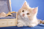 German Longhair kitten