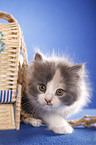 German Longhair kitten