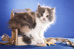 German Longhair kitten