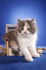 German Longhair kitten