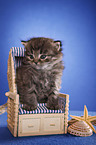 German Longhair kitten