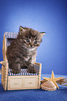 German Longhair kitten