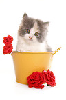 German Longhair kitten