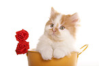 German Longhair kitten