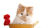 German Longhair kitten