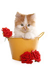 German Longhair kitten